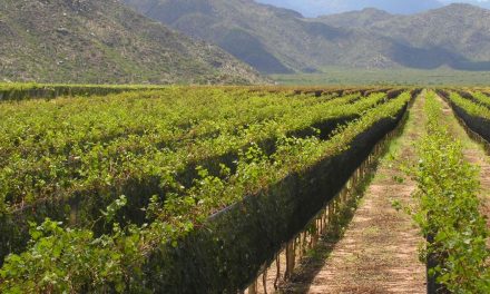 Os vinhos amadeirados de Rioja