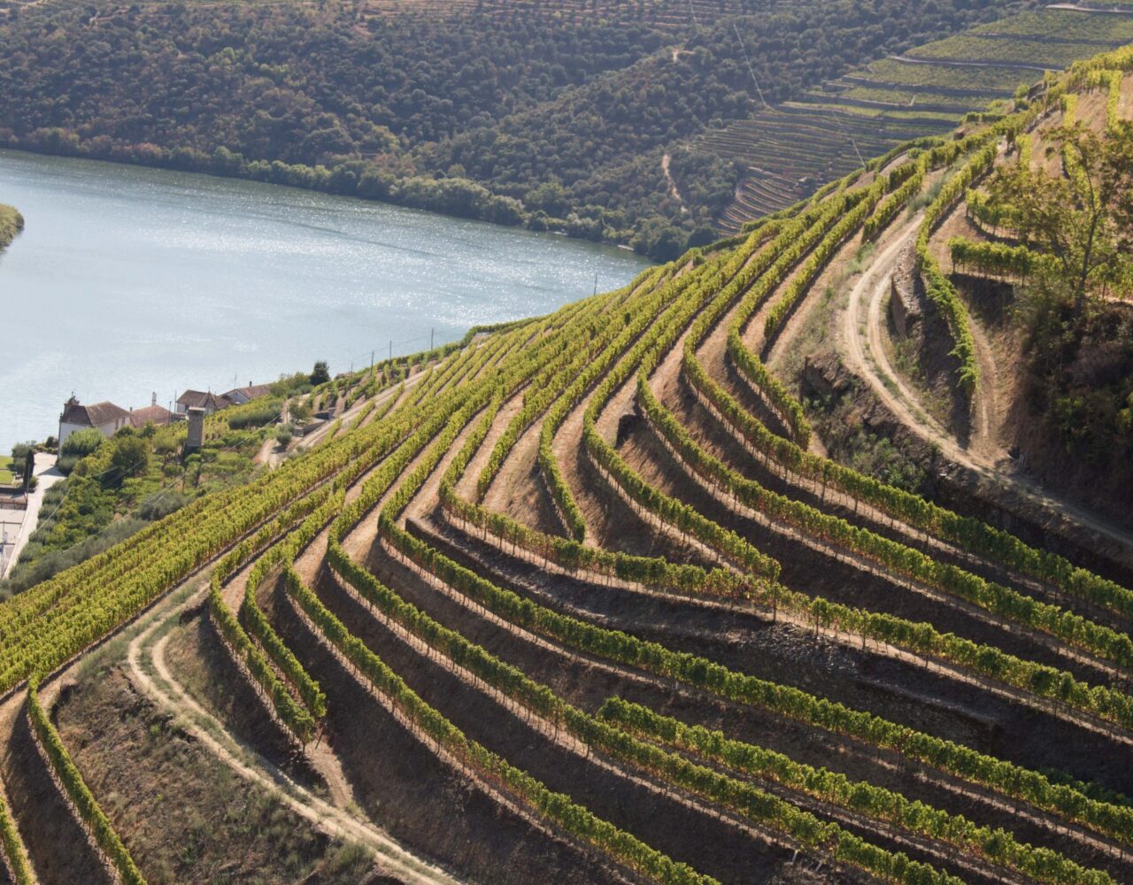 Real Companhia Velha convida para “Harvest Experience” no Douro