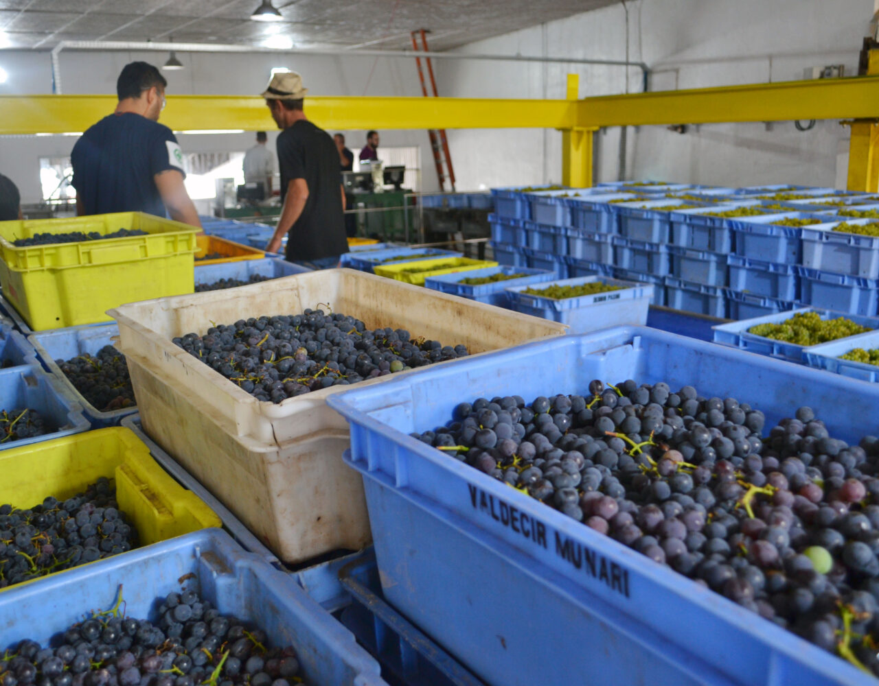 Cooperativa Vinícola Garibaldi deve receber 25 milhões de quilos de uva na safra 2019/2020