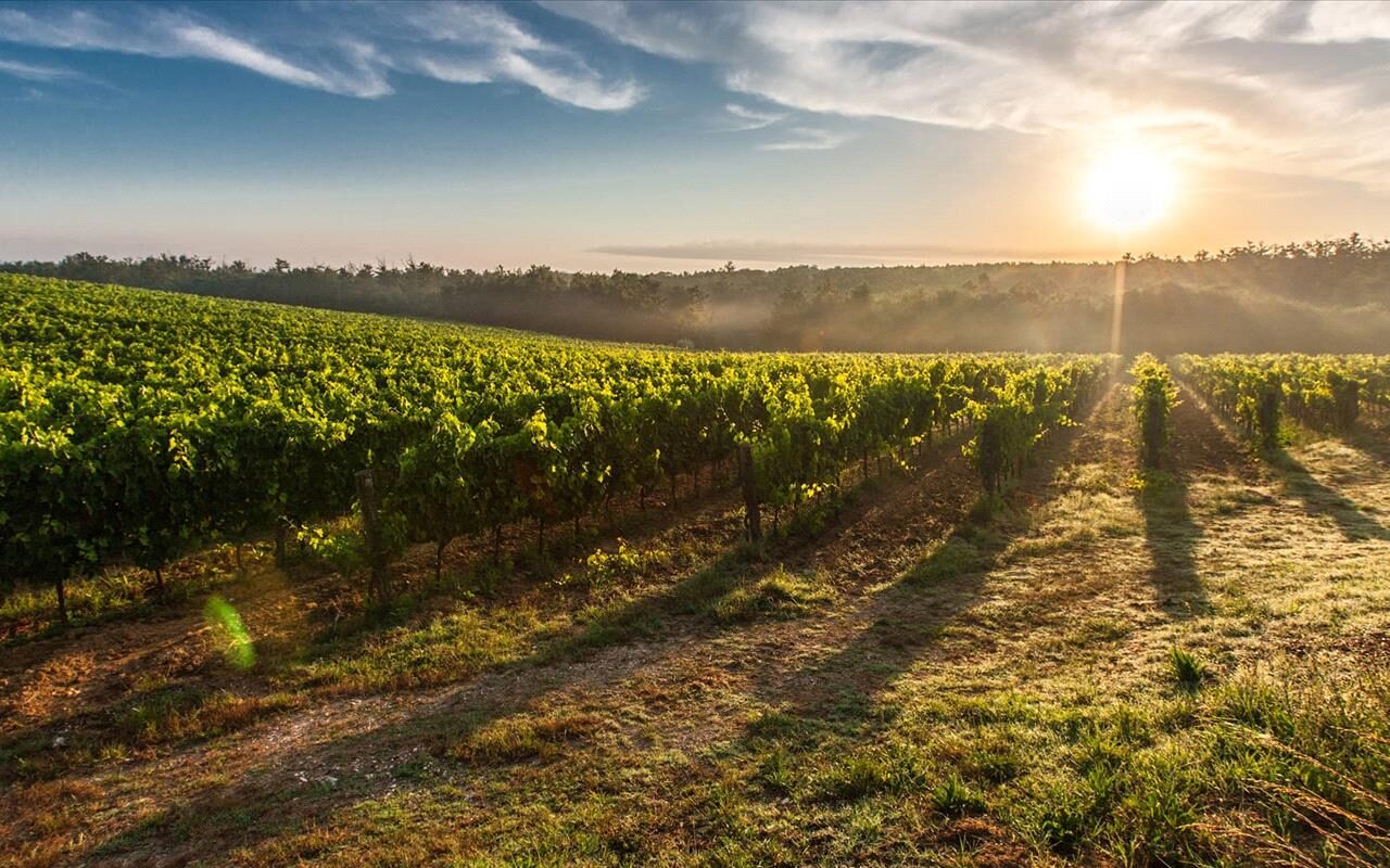 Vinhos do Tejo asseguram quantidade de uvas e qualidade dos vinhos na colheita de 2020