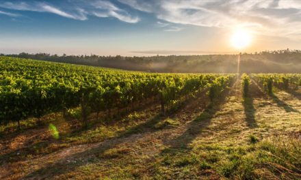 Vinhos do Tejo asseguram quantidade de uvas e qualidade dos vinhos na colheita de 2020