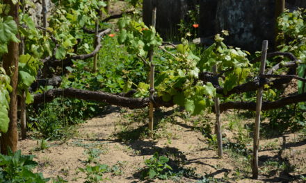 Vinhos de Colares: o vinho que nasce na areia de uma região única em Portugal