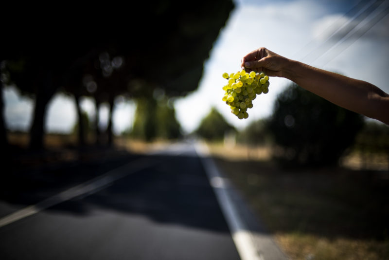 Tejo Wine Route | Viva o Vinho