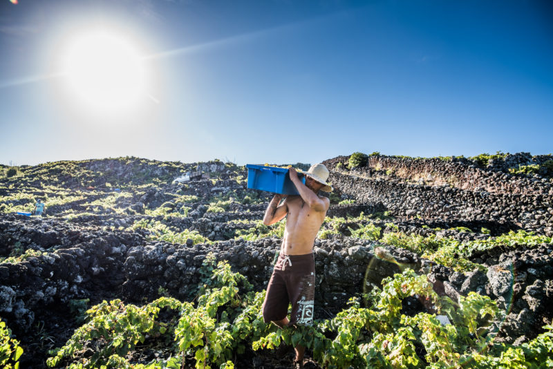 Vindimas Azores Wine Company | Viva o Vinho