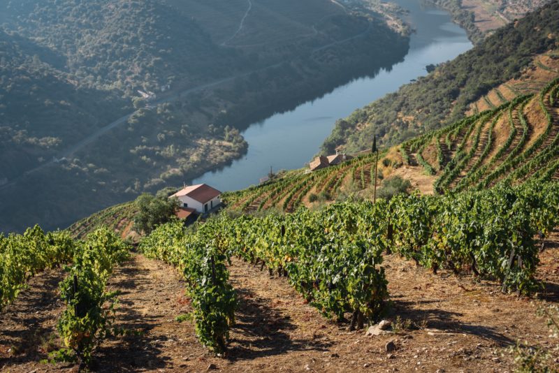 Vindimas Douro | Viva o Vinho