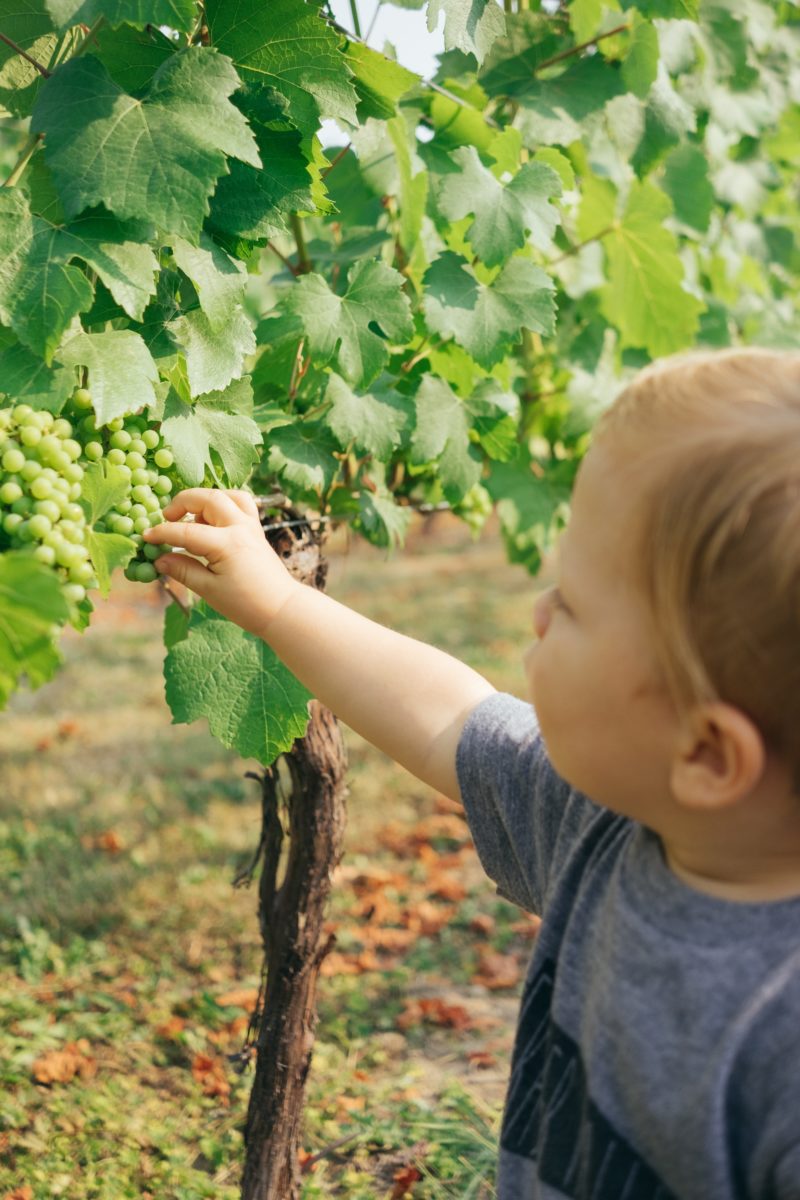 Vindimas crianças | Viva o Vinho