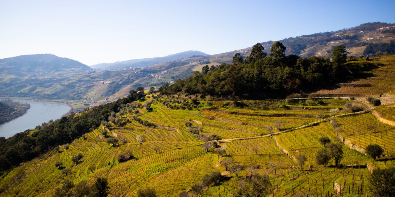 Quinta das Carvalhas (Douro) distinguida nos prémios ‘Best of Wine Tourism 2022’
