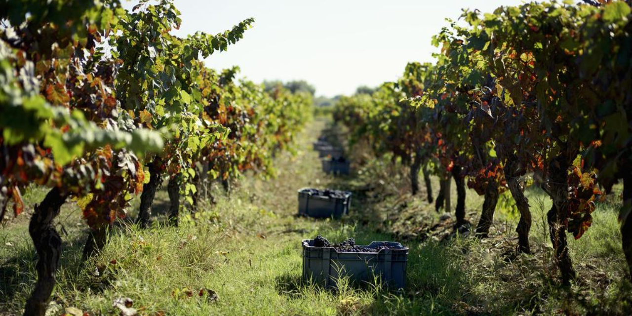 Bairrada mantém nível de produção na vindima 2022 e aumenta certificação de vinhos em 10%