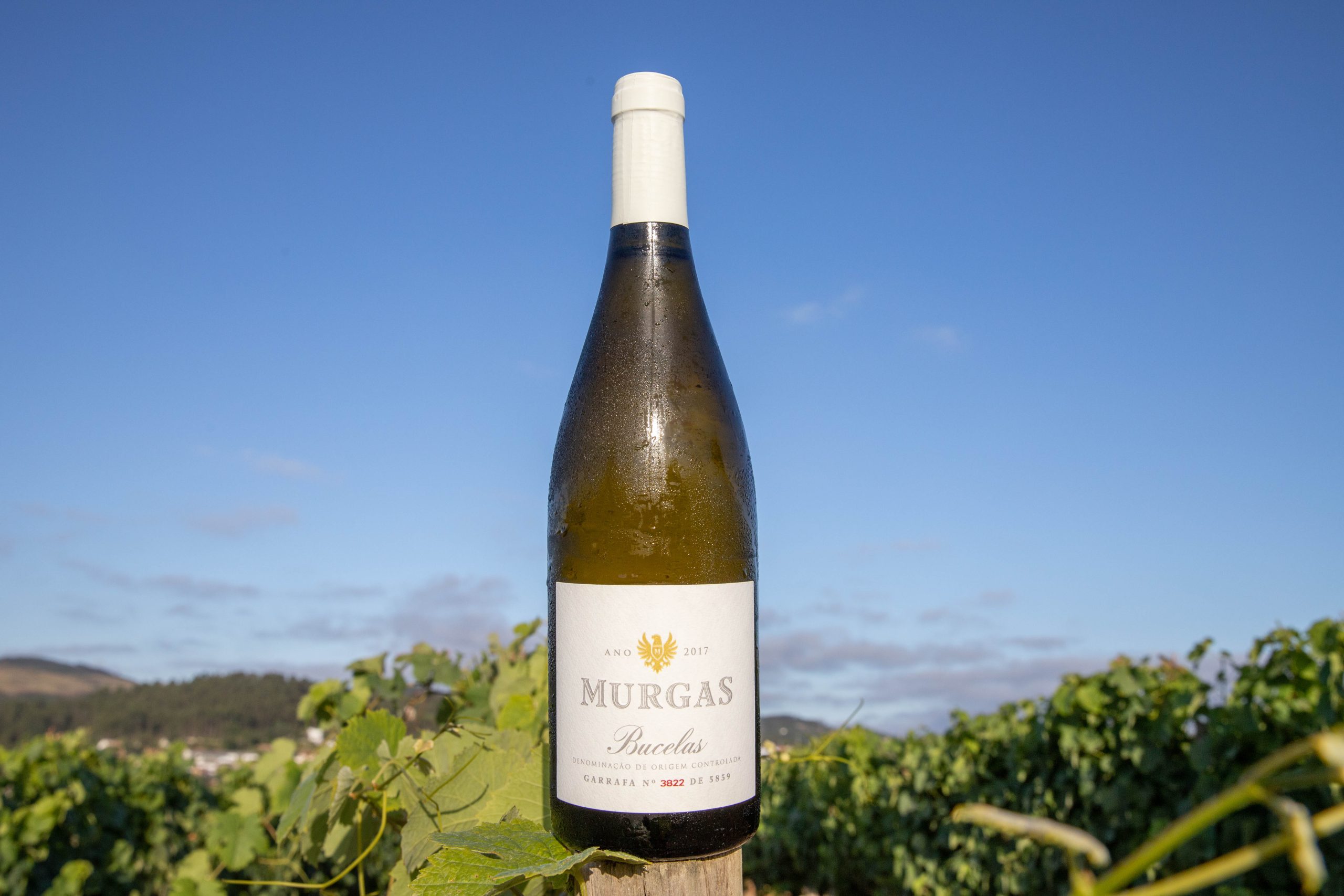 Murgas Wines | Viva o Vinho